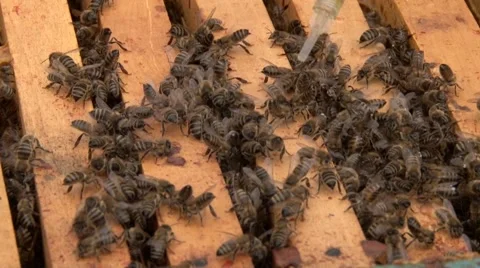 Bees Video stock 58863401