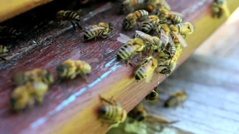 Bees Stock Footage 73007256