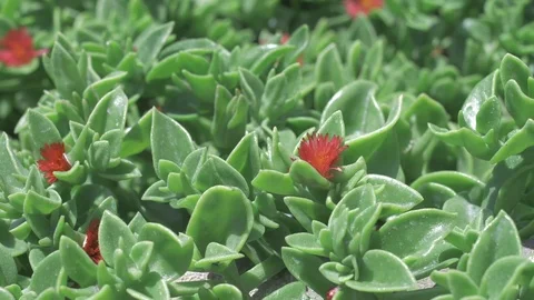 Bees Stock Footage 79454945