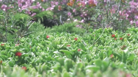 Bees Stock Footage 79474412