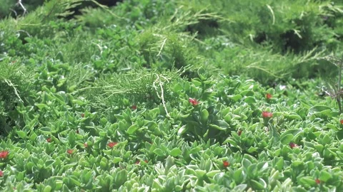 Bees Stock Footage 79477766