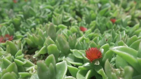 Bees Stock Footage 79477767