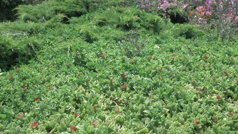 Bees Stock Footage 79480670