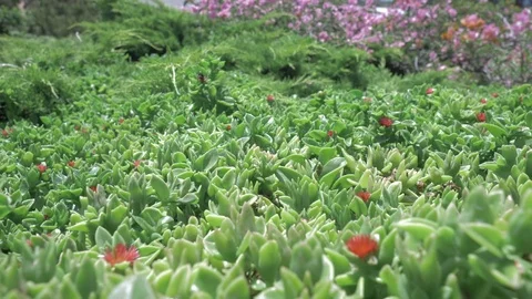 Bees Stock Footage 79484517