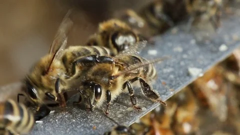 Bees Stock Footage 80239563