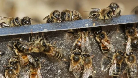 Bees Stock Footage 80240242