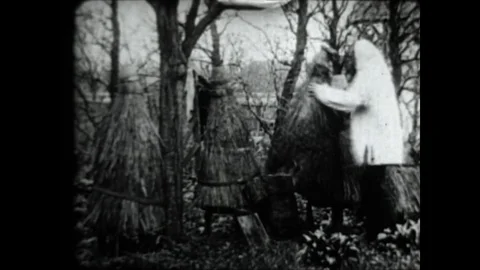 The Bees Stock Footage 83633078