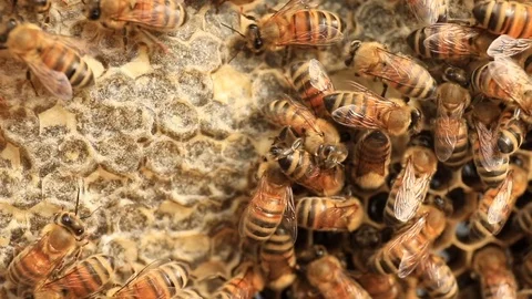 Bees Stock-Footage 92930481