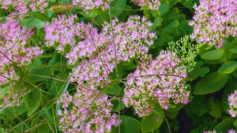 Bees 動画素材 94191674