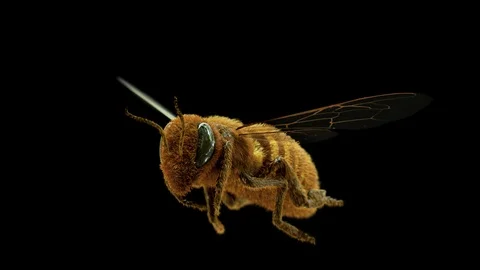 Bees Video stock 100821102