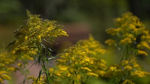 The bees Stock Footage 101731507