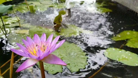 The Bees 库存影片 112684150