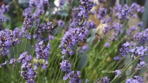 Bees Stock Footage 113604318