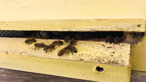 Bees Stock Footage 117837485