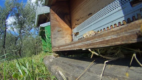 Bees Stockbeeldmateriaal 124059416