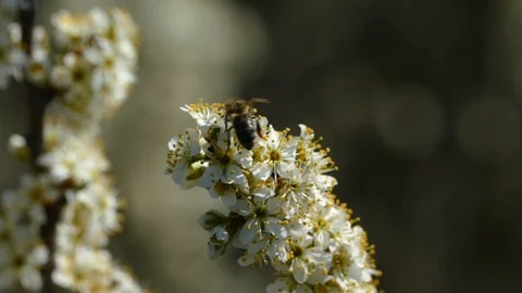The bees Stock Footage 127905194