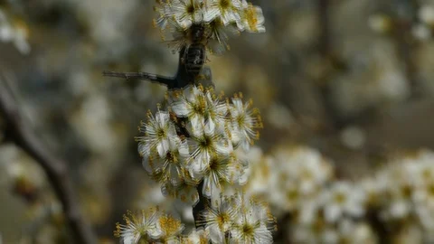 The bees Stock Footage 127905430