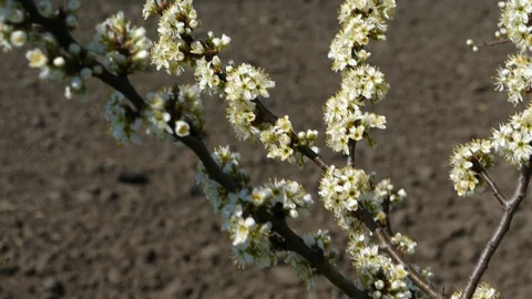 The bees Stock Footage 127905441