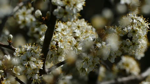 The bees Video stock 127905447