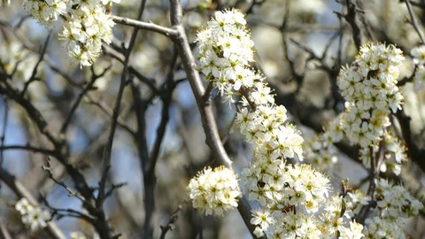 The bees Stock Footage 127905463