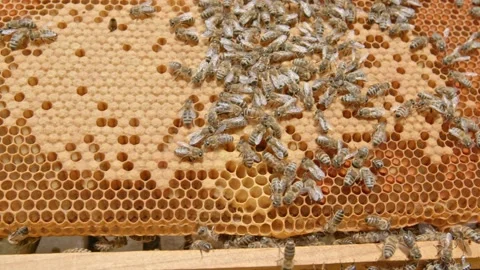Bees Stock Footage 171558615