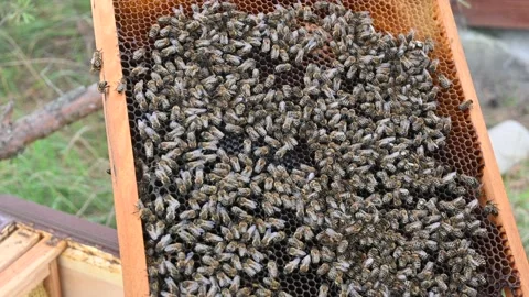 Bees Stock Footage 181833659