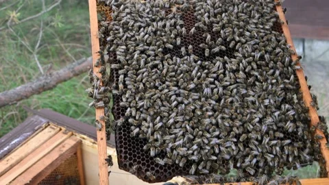 Bees Stock Footage 181843120