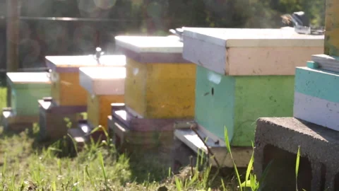 BEES Stock Footage 186576539