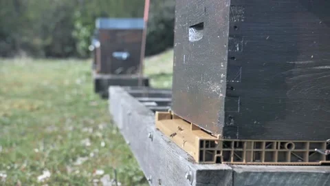 Bees Stock Footage 202072963