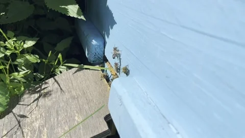 Bees Stock Footage 203969491