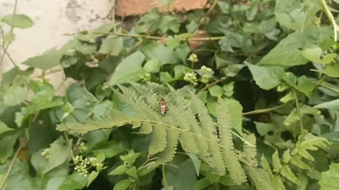 BEES Stock Footage 243810325