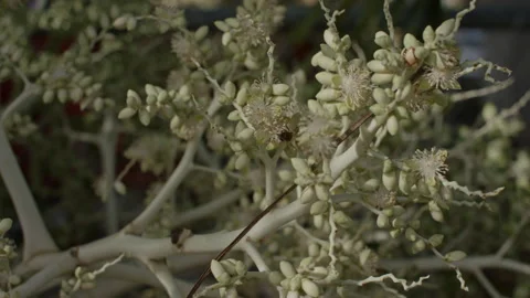 Bees Stock Footage 245808947