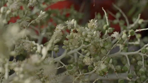 Bees Stock Footage 245811631