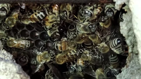 Bees Video stock 246819082