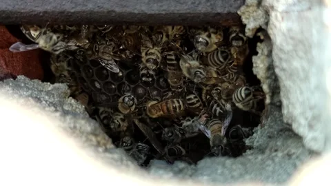 Bees Video stock 246819085