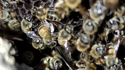 Bees Stock Footage 246819086