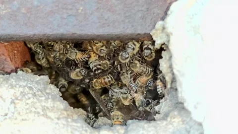 Bees Stock Footage 246819114