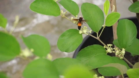 Bees Stock Footage 250789558