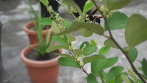Bees Stock Footage 250791170