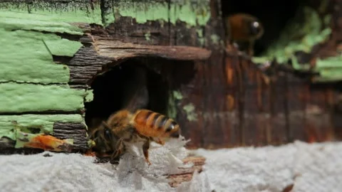 Bees Video stock 263850384