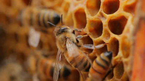 Bees Video stock 263850395