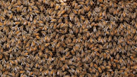 Bees Stock Footage 263850396