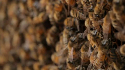 Bees Stock Footage 263850421