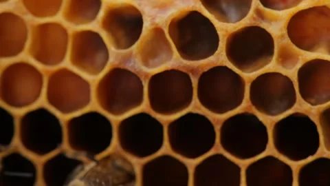 Bees Stock Footage 263850422