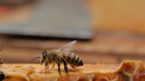 Bees Stock Footage 263850427