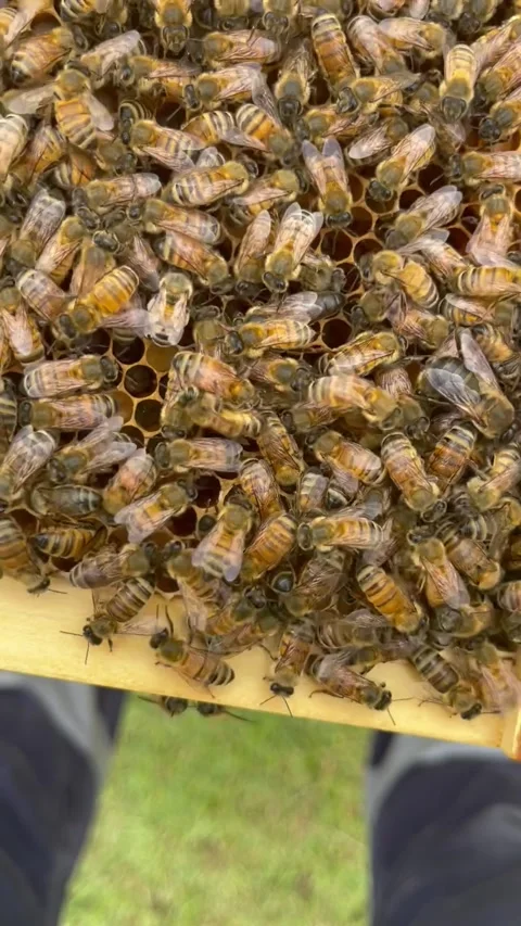 Bees Stock Footage 282427923