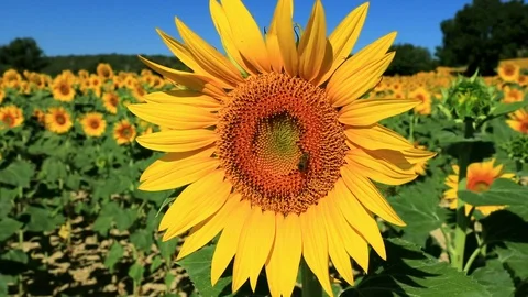 Bees foraging a sunflower flower. Stock Footage 121099745
