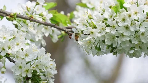Bees Foraging on White Cherry Blossoms Clustered Along Tree Branch in Spring Video stock 336811211