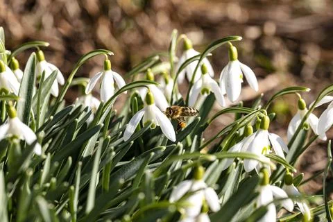 Bees foraging in winter Stock Photos