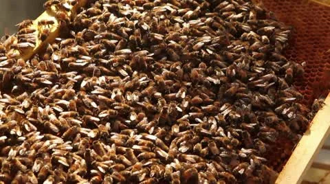Bees on frame 1 Stock Footage 12130105